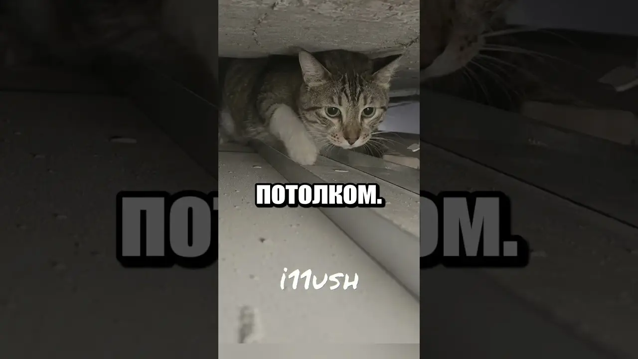 Непослушный, зато милый 🤔