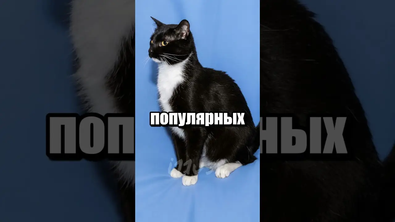 Скины на Котов (тирлист) 🐱
