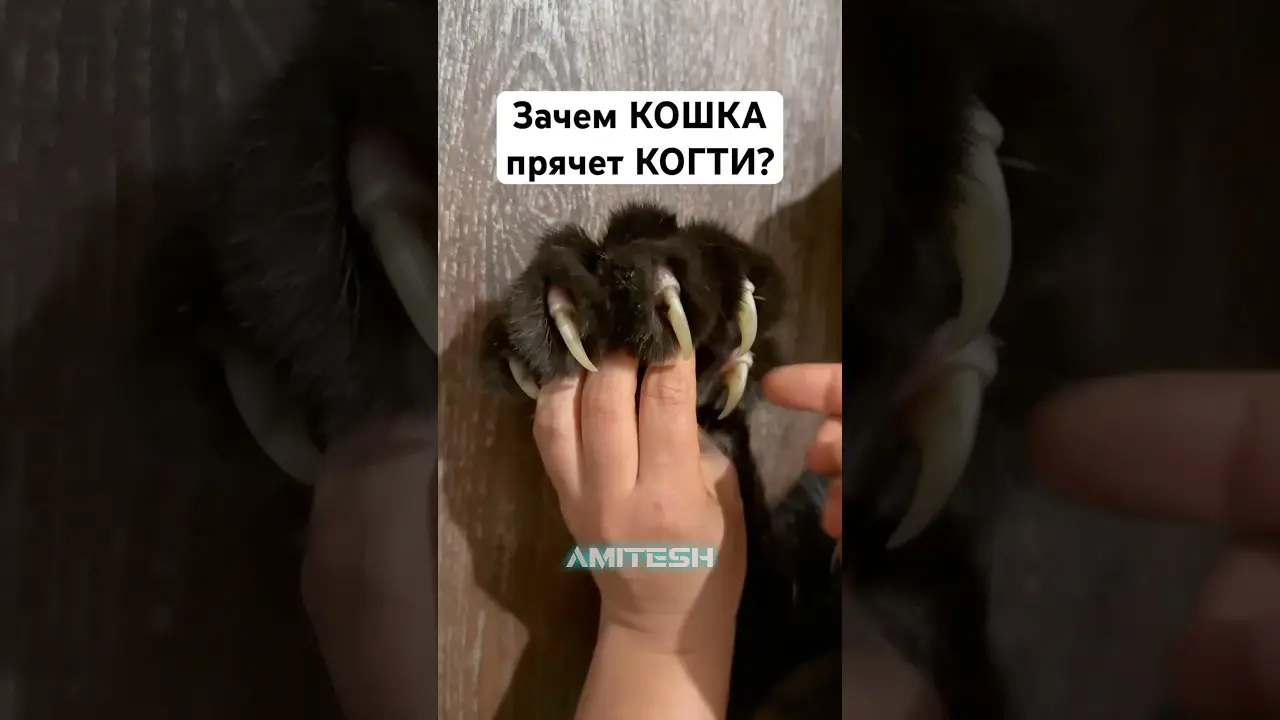 Зачем КОШКА прячет КОГТИ? #амитеш #животные