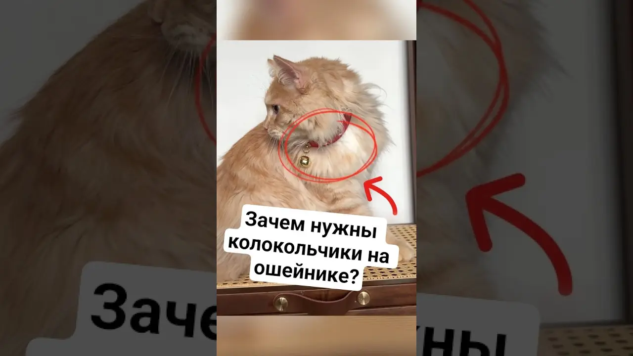 Зачем нужны колокольчики на ошейнике? #амитеш #технологии