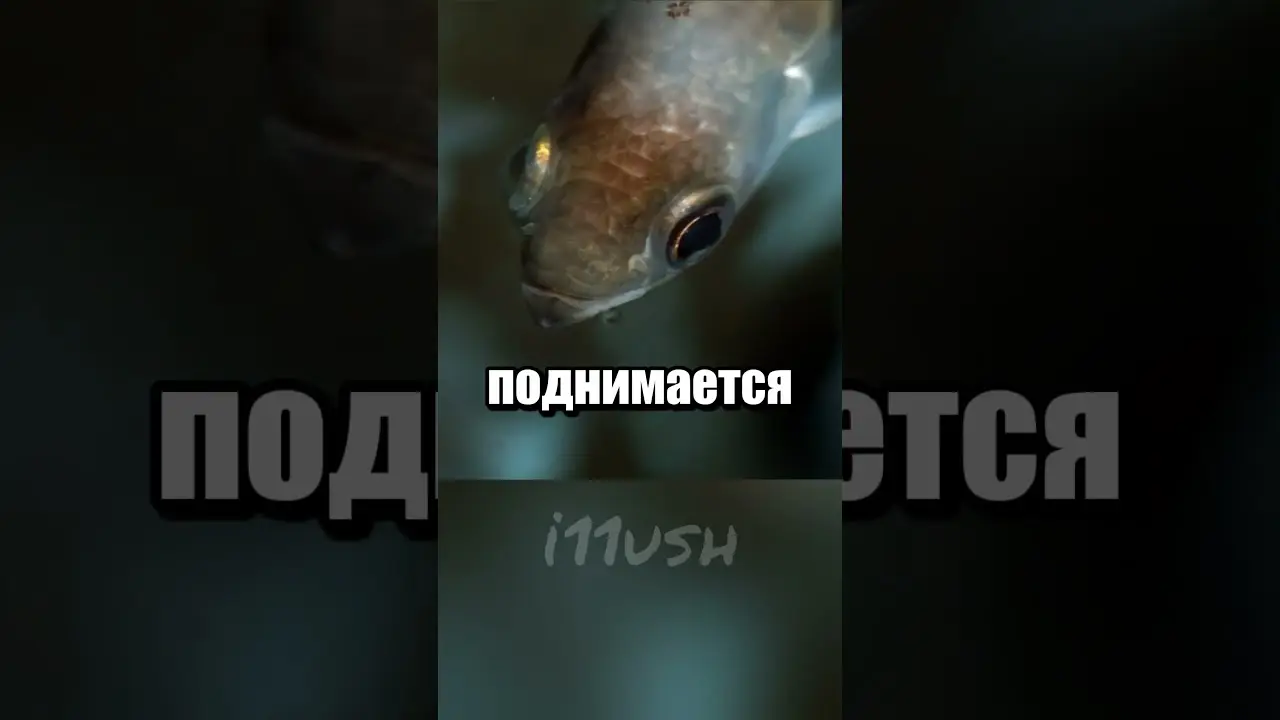 Рыба-снайпер с огнестрелом 😐