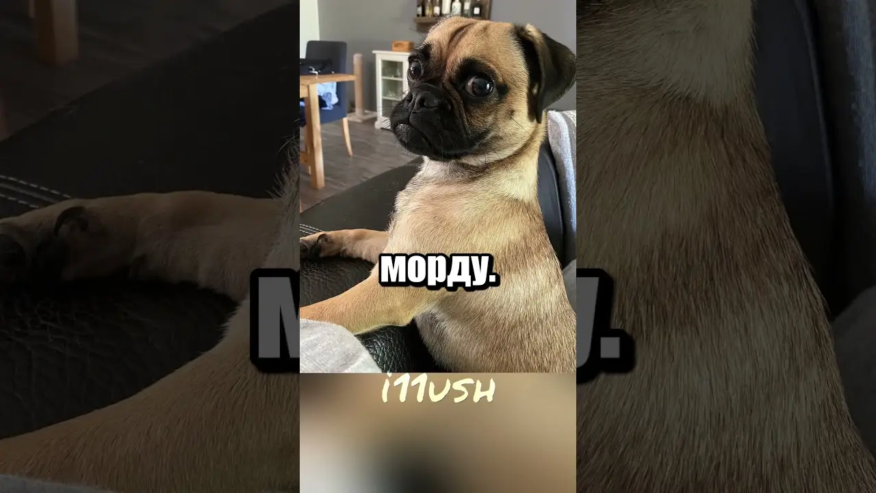 Мопсики: обратная селекция до оригинала 🐶