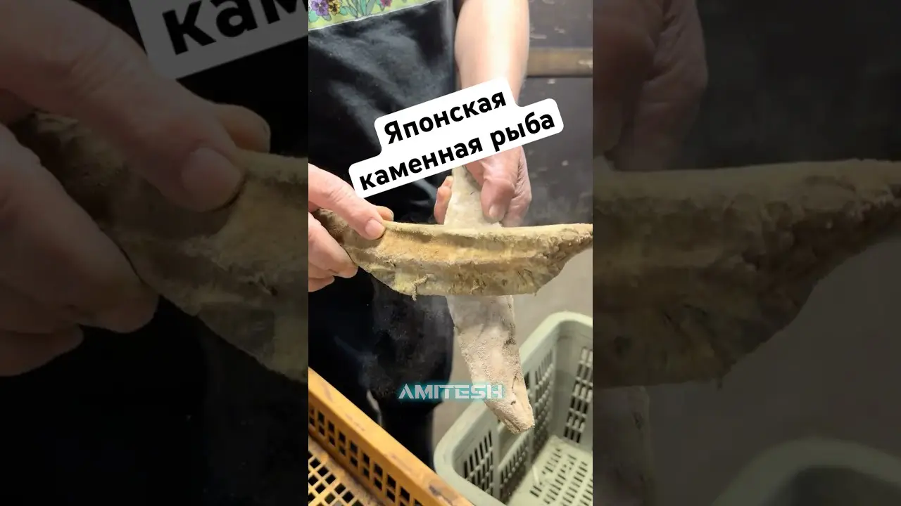 Японская каменная рыба! #амитеш #еда