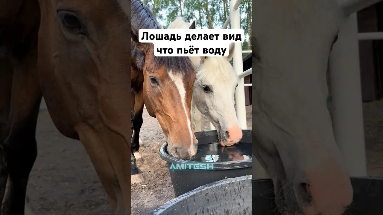 Лошадь ДЕЛАЕТ ВИД что пьёт воду! #амитеш #животные