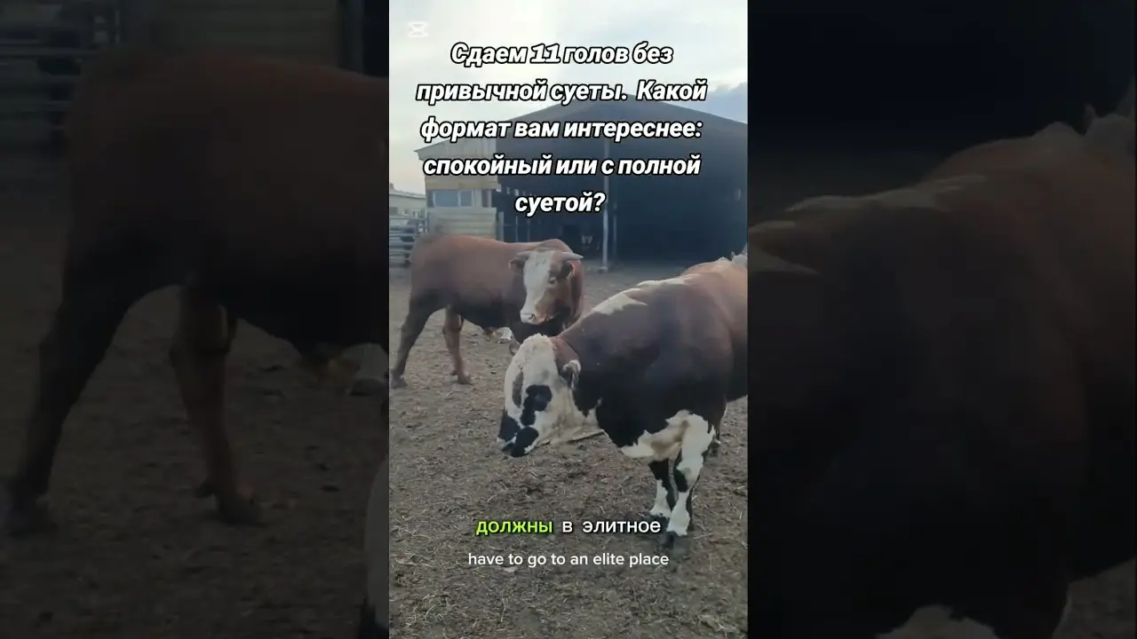 #откормбыков #фермер #агробизнес
