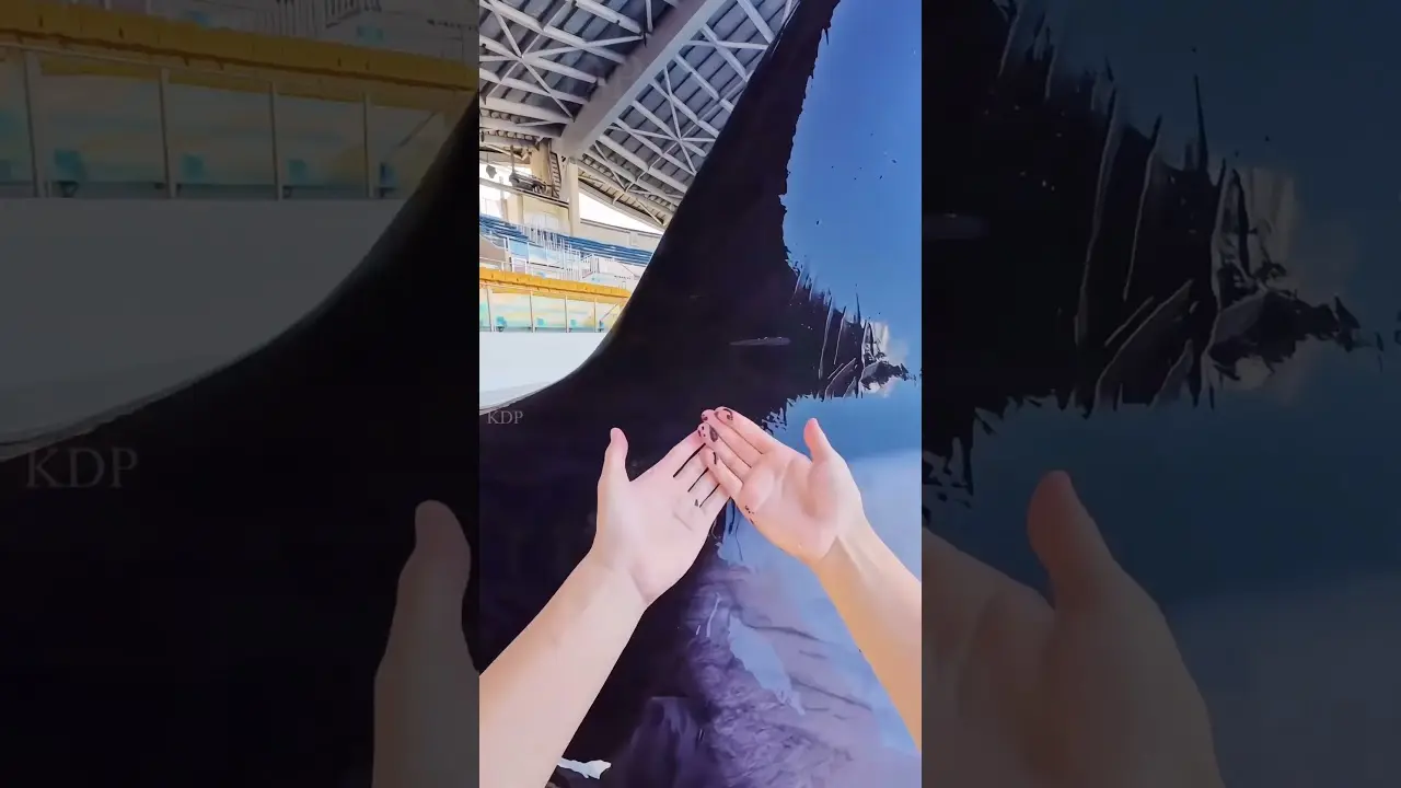 dolphin