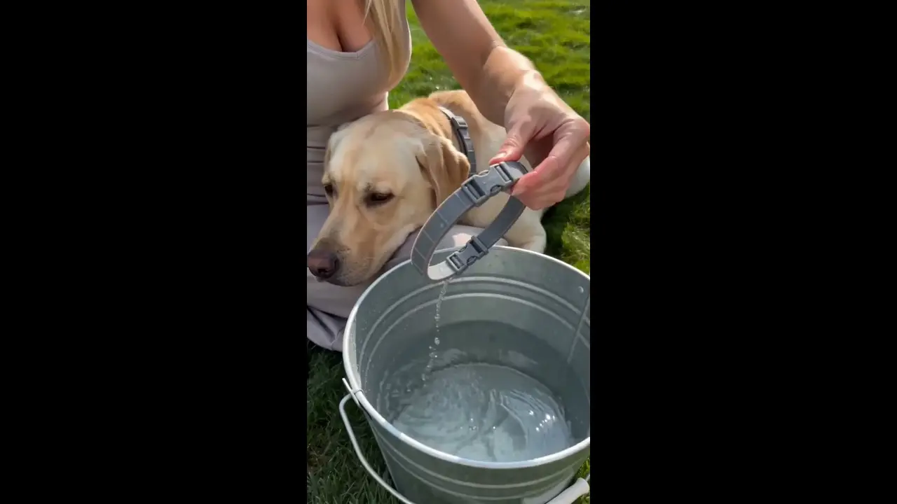 Protect your furry best friend this summer! ☀️🐾