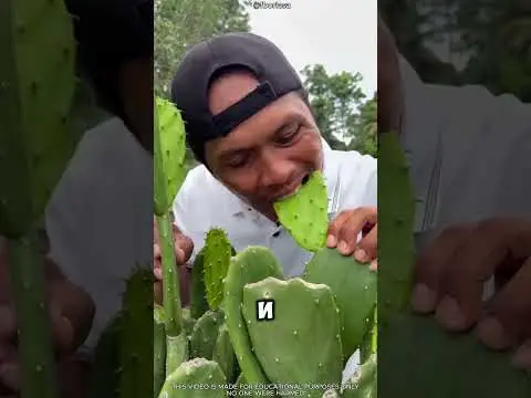 🌵😱 Не ешьте кактус в пустыне! Внутри спрятан неожиданный красный плод 🍎🏜️. #short