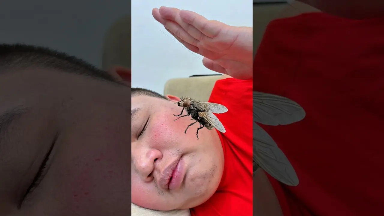When The Fly Plays Your Song 😂 ハエがあなたの曲を演奏するとき😂
