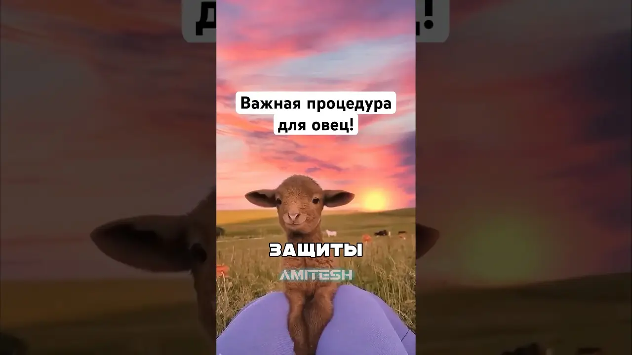 Важная процедура для овец! #амитеш #факты