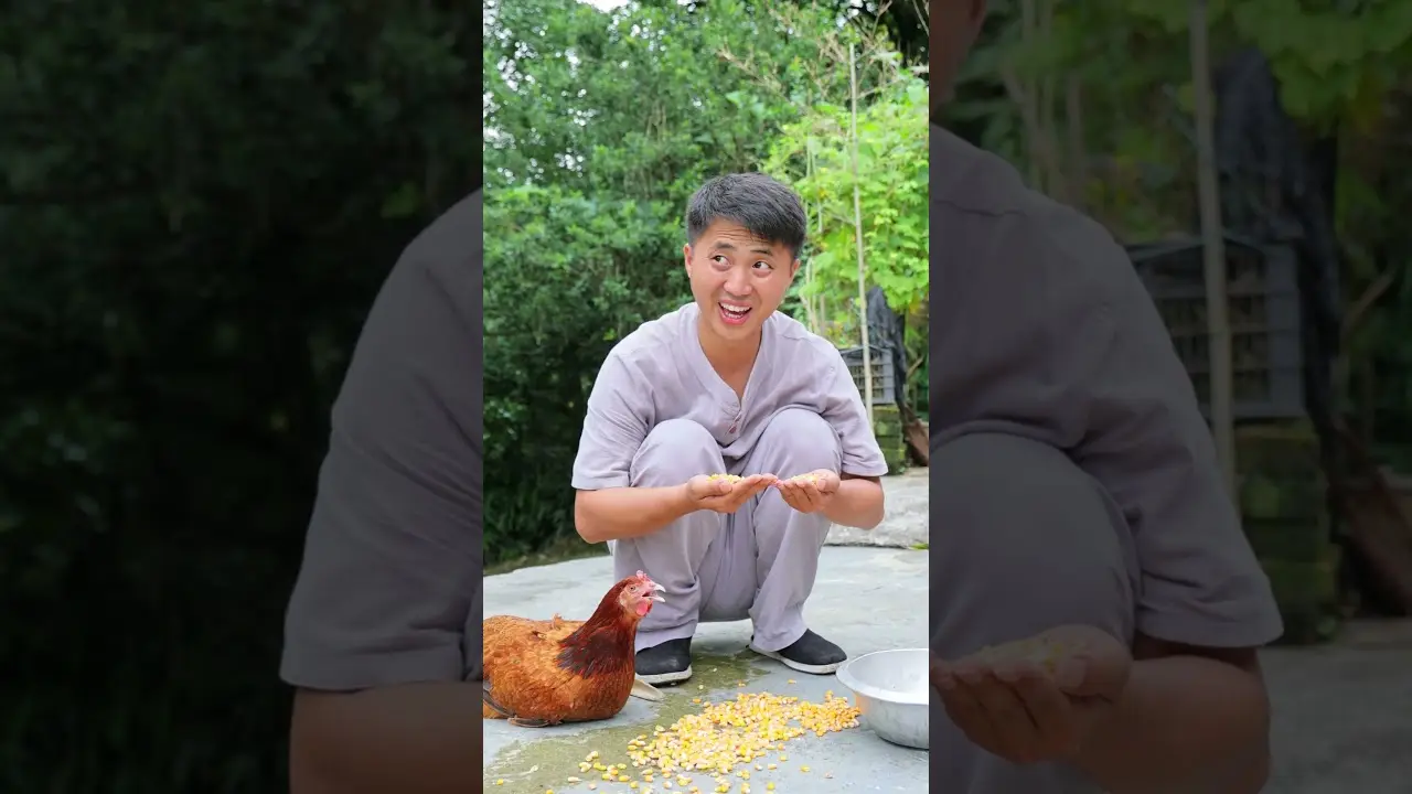 Ermao steals corn to feed the chickens