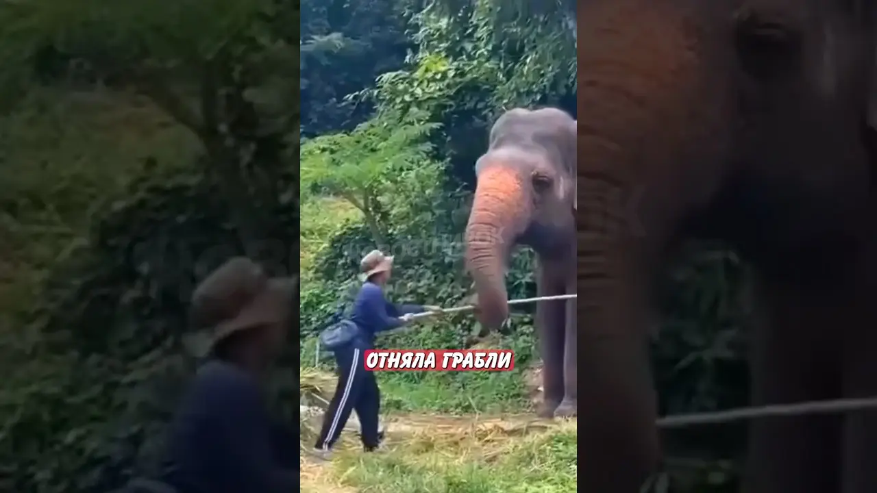 🤣 Слониха отняла грабли у рабочего — вот для чего! | Новостничок